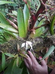 Maxillaria ecuadorensis