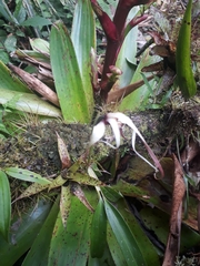 Maxillaria ecuadorensis