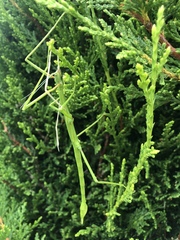 Acanthoxyla inermis