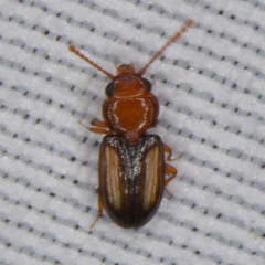 Laemophloeidae