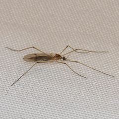Erioptera