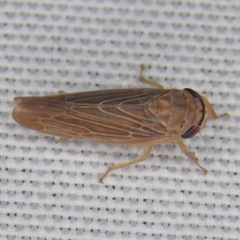 Chlorotettix necopinus