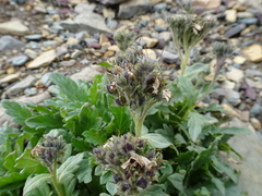 Phacelia lyallii
