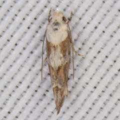 Mompha murtfeldtella