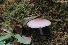 Leucoagaricus meleagris