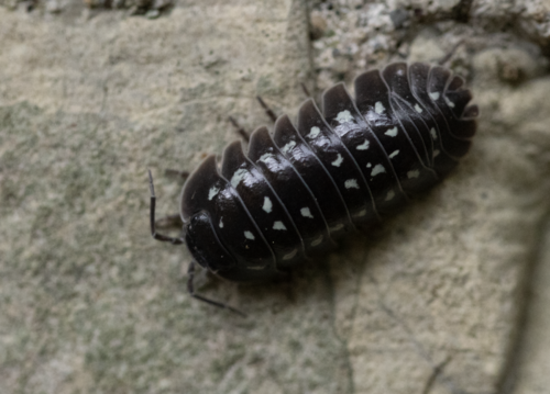 Armadillidium marmorivagum