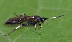 Eupalamus oscillator