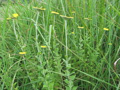 Helichrysum umbraculigerum