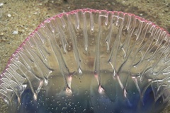Physalia physalis
