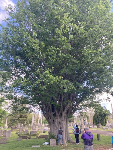 Foto de Olmo-do-cáucaso