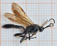 Eupalamus oscillator