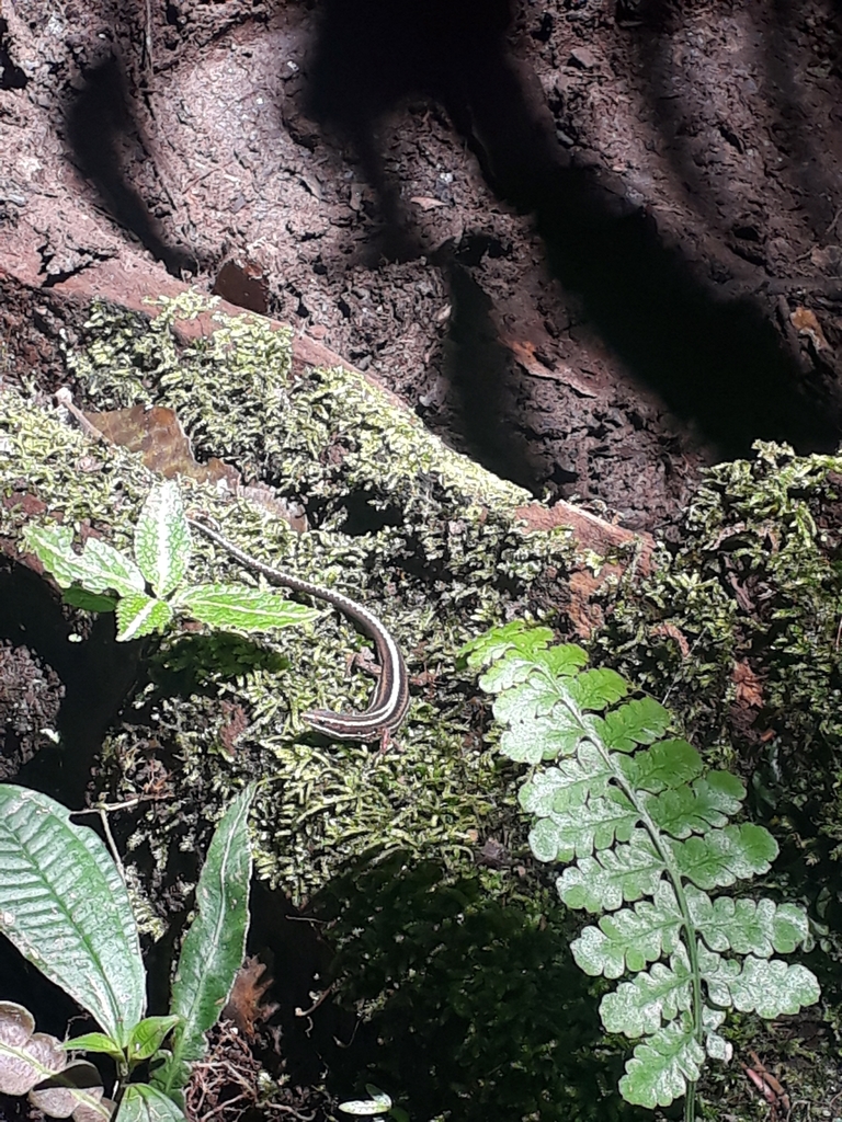 Uzzell's Prionodactylus