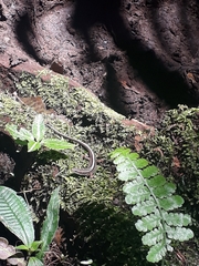 Pholidobolus dicrus