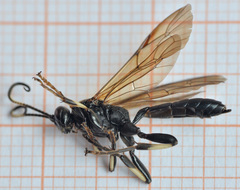 Eupalamus oscillator