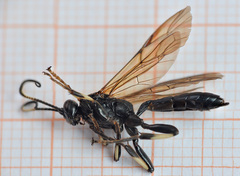 Eupalamus oscillator