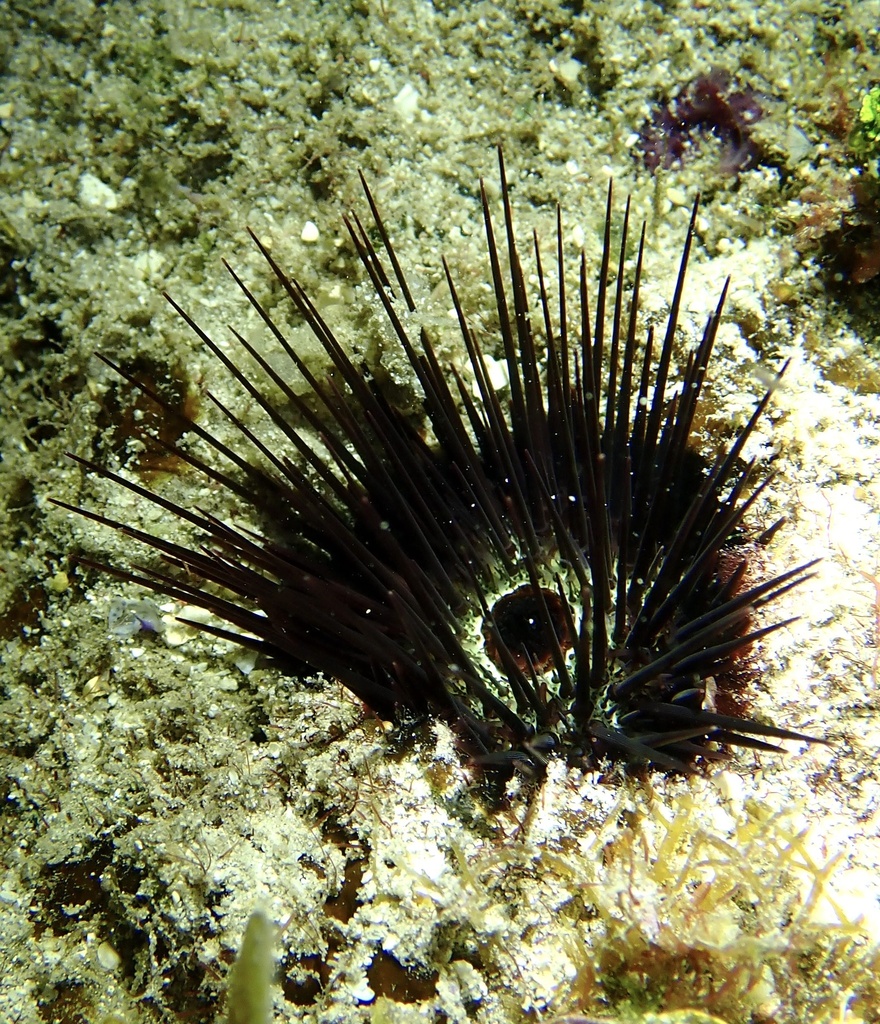 Echinostrephus aciculatus