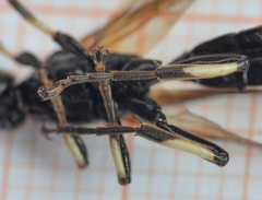 Eupalamus oscillator