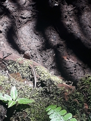 Pholidobolus dicrus
