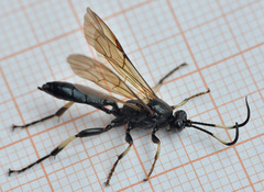 Eupalamus oscillator