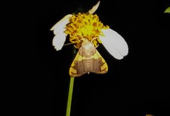 Rehimena