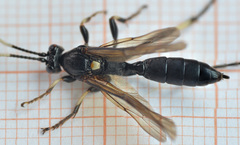 Eupalamus oscillator