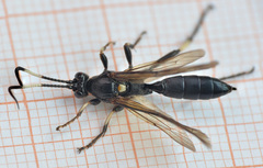 Eupalamus oscillator