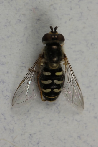 Unknown species found near Canyon County, ID, USA
