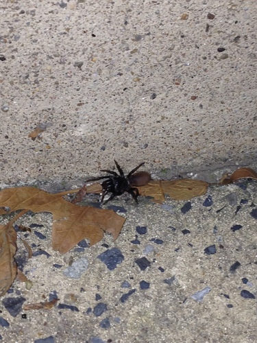Karsch's Purseweb Spider photo 4