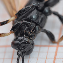 Eupalamus oscillator