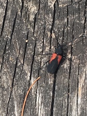 Purpuricenus humeralis