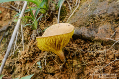 Phylloporus luxiensis