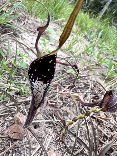 Swanflower (Aristolochia erecta)