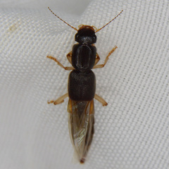 Pinophilus