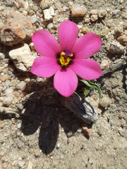 Moraea versicolor