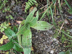 Plantago australis