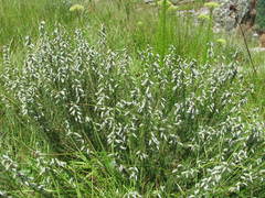 Aspalathus chortophila