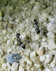 Dorymyrmex insanus