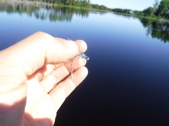 Coenagrion resolutum