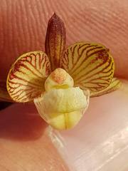 Eulophia clitellifera