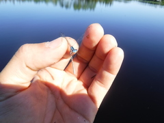 Coenagrion resolutum