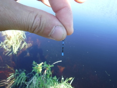 Coenagrion resolutum