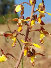 Eulophia tuberculata