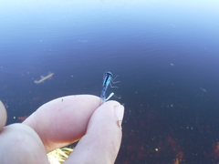 Coenagrion resolutum