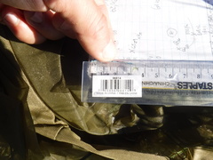 Coenagrion resolutum