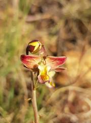 Eulophia tuberculata