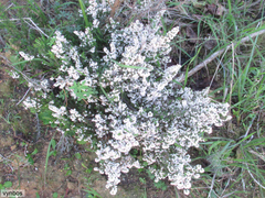 Erica paniculata