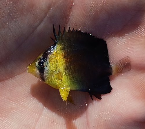 Brown butterflyfish (Chaetodon blackburnii) — Chaetodontidae — 2