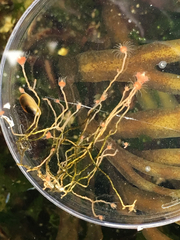 Ectopleura crocea