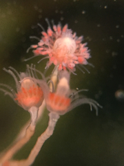 Ectopleura crocea