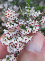 Erica paniculata